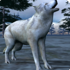 白狼模拟