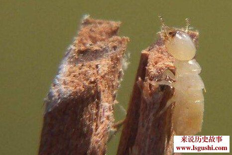 盘点世界十大未解之谜：中国真龙现身惊艳全球[多图]图片2