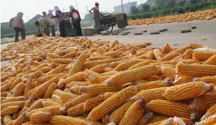 小麦收了种玉米，今年后半年玉米价格将会如何发展？[多图]图片1