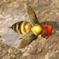 蜜蜂生存模拟器安卓版