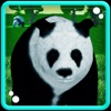 动物熊猫模拟器游戏