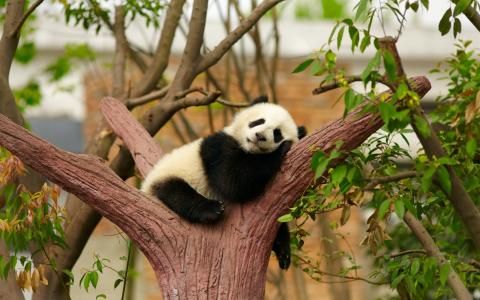大熊猫属于什么目的动物 微博森林驿站2020年11月30日答案[多图]图片1