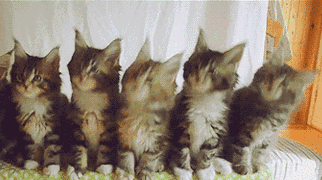 抖音一排猫摇头动态图 一排猫咪点头GIF原图表情包高清下载[多图]图片3