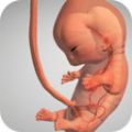 怀孕宝宝模拟器游戏
