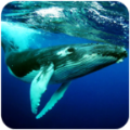 鲸鱼潜水模拟器游戏手机版（The Humpback Whales） v1.0.1