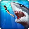 Angry Shark Hunter游戏