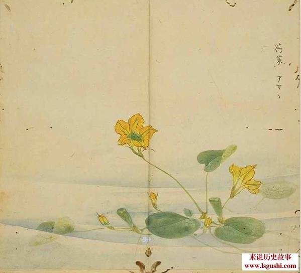 《诗经》中的植物：你见过几样？[多图]